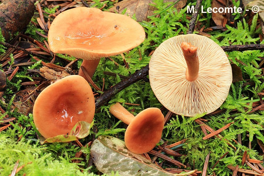 Lactarius tabidus