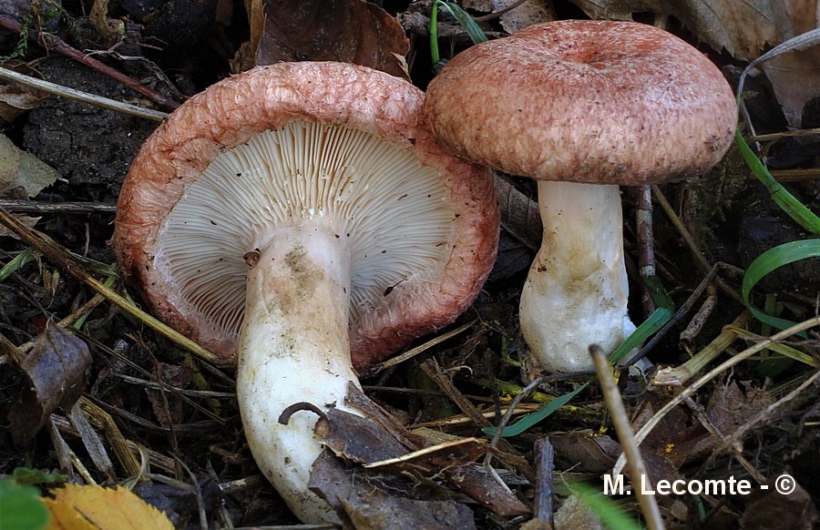 Lactarius torminosus