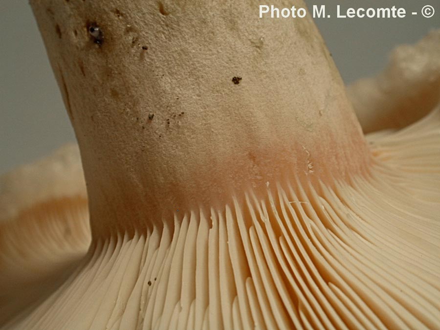 Lactarius torminosus