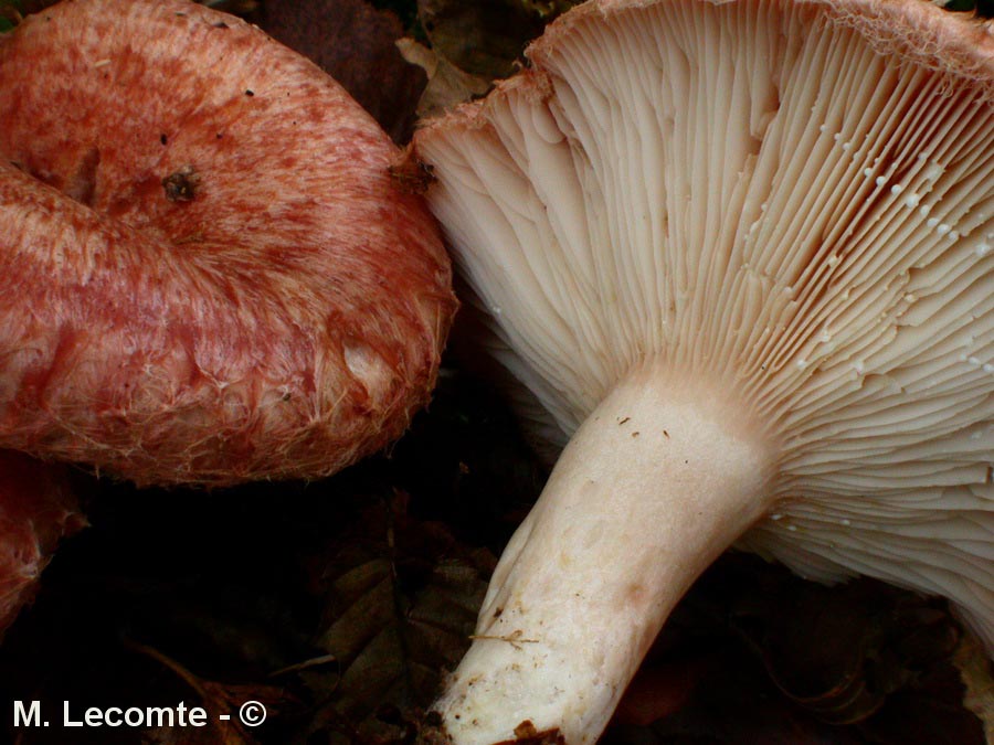 Lactarius torminosus