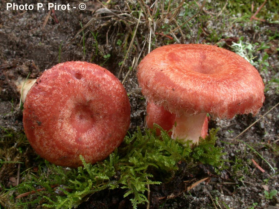 Lactarius torminosus