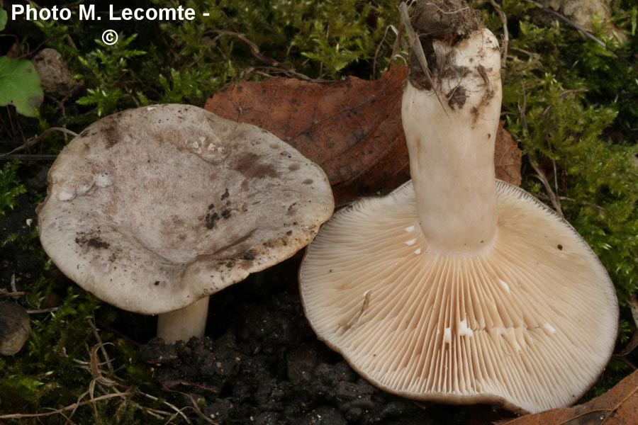 Lactarius tristis