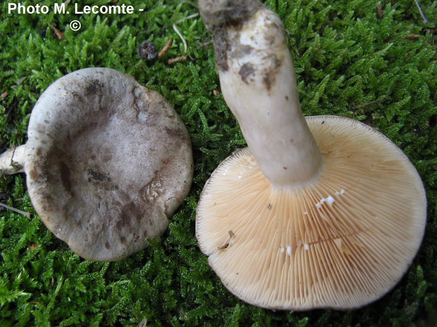 Lactarius tristis