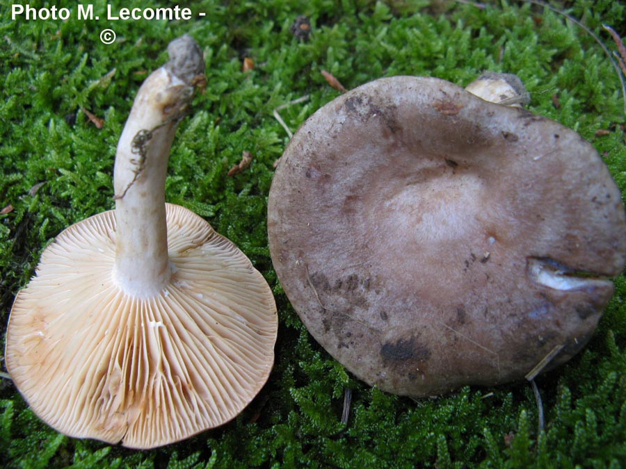 Lactarius tristis