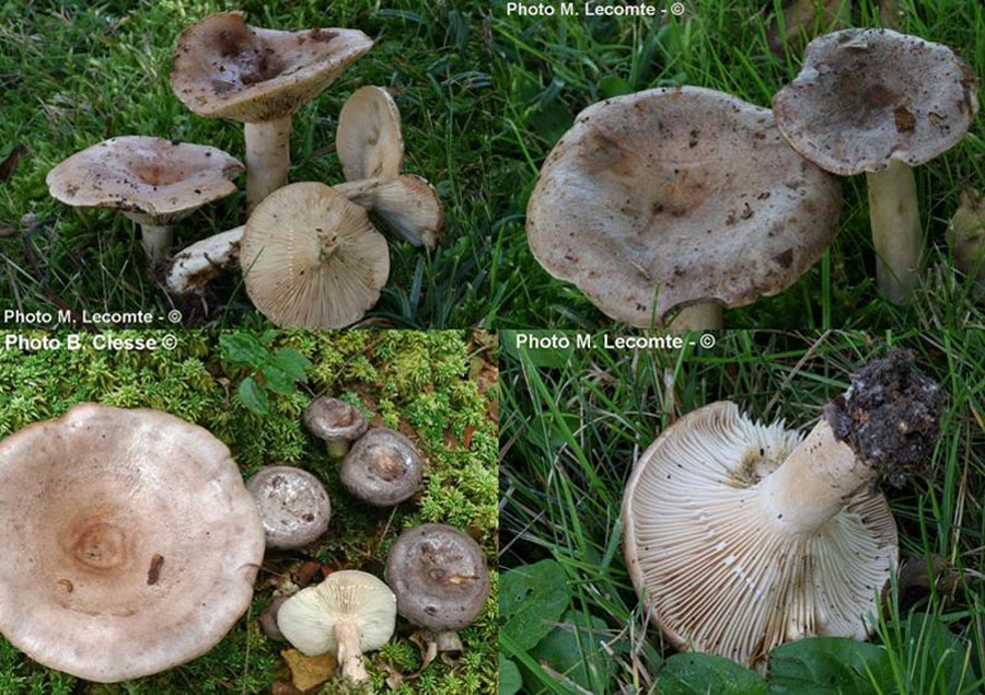 Lactarius trivialis