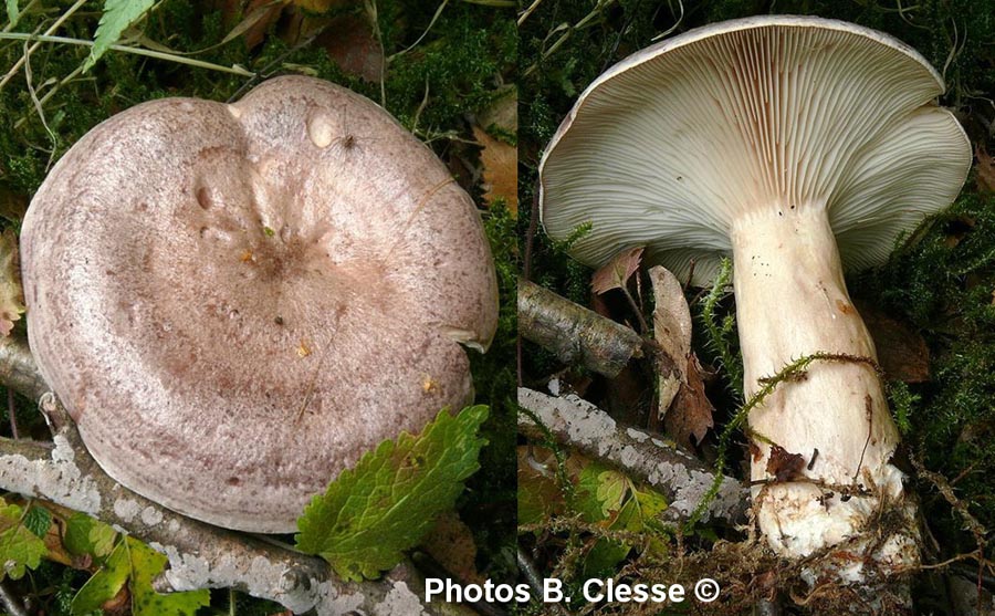 Lactarius trivialis