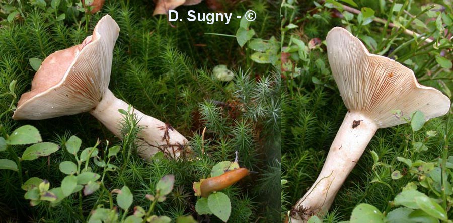 Lactarius utilis