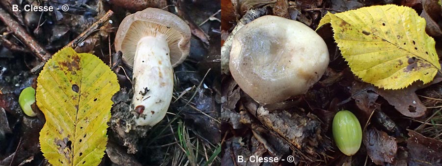 Lactarius uvidus