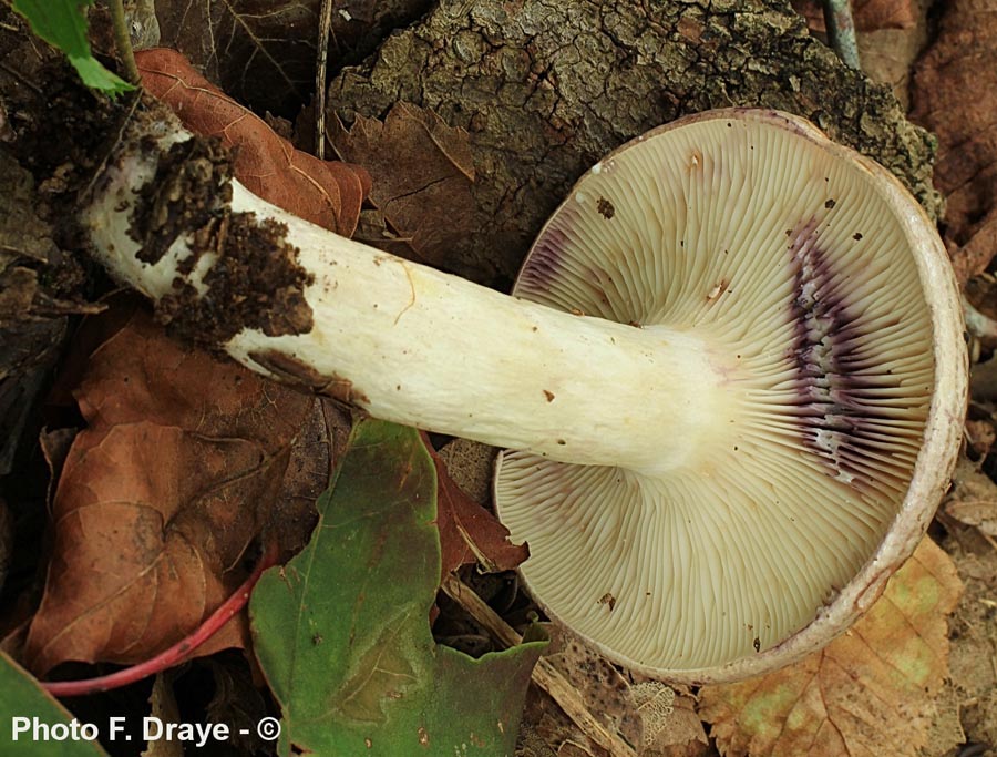 Lactarius uvidus