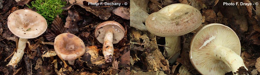 Lactarius uvidus