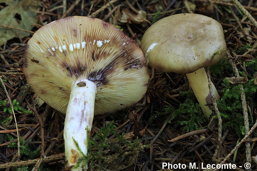 Lactarius uvidus