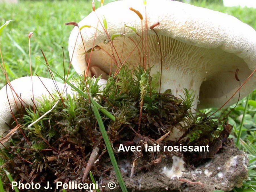 Lactarius vellereus var. hometii