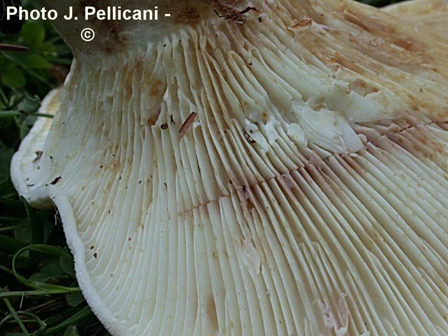 Lactarius vellereus var. hometii