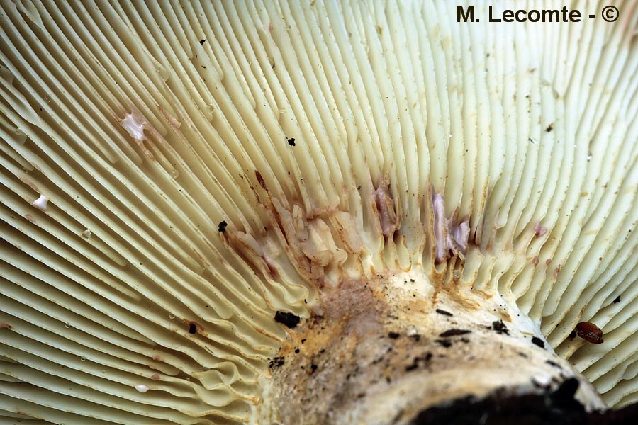 Lactarius vellereus var. hometii