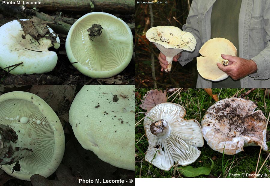 Lactarius vellereus