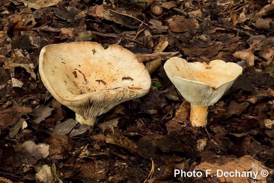 Lactarius vellereus