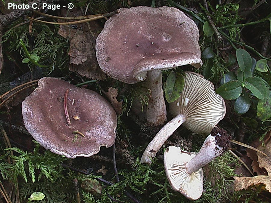 Lactarius vietus