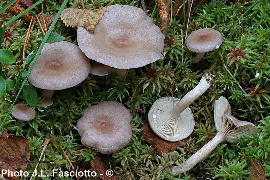 Lactarius vietus