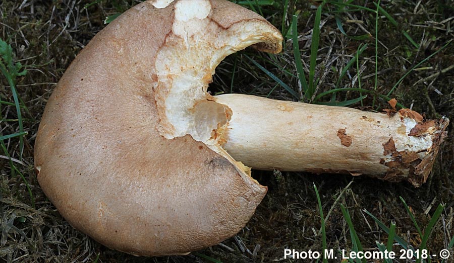 Lactarius vietus