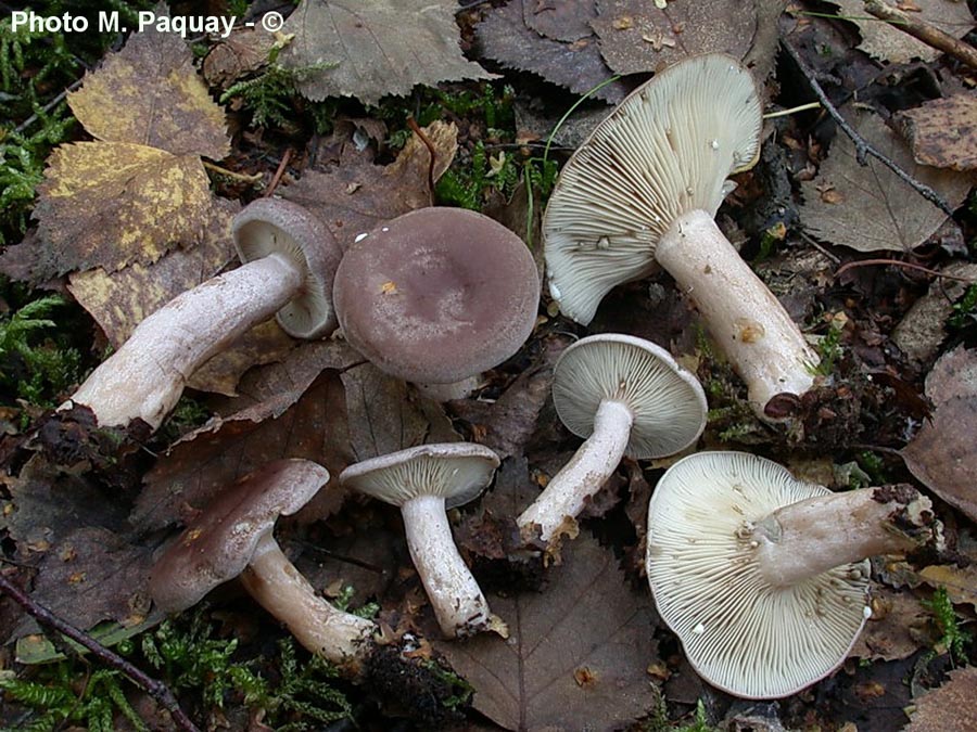 Lactarius vietus