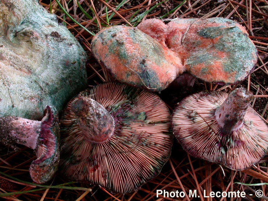 Lactarius vinosus