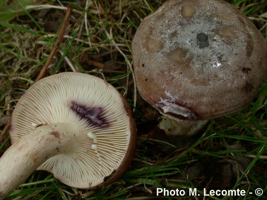 Lactarius violascens