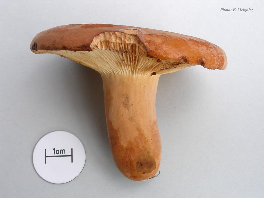 Lactarius volemus