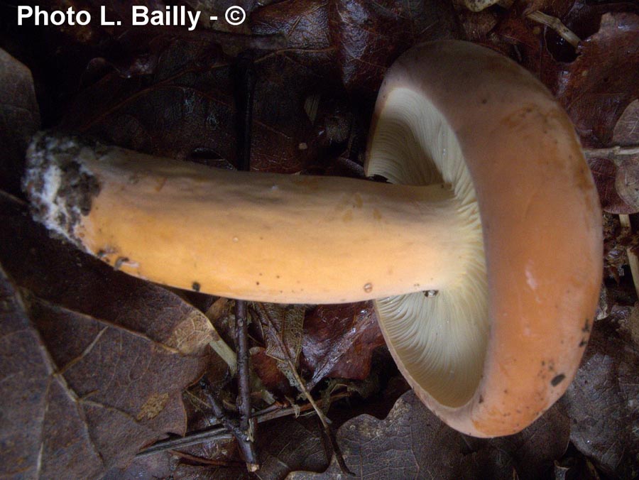 Lactarius volemus