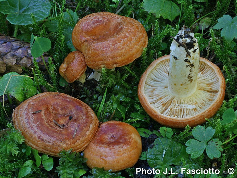 Lactarius zonarioides