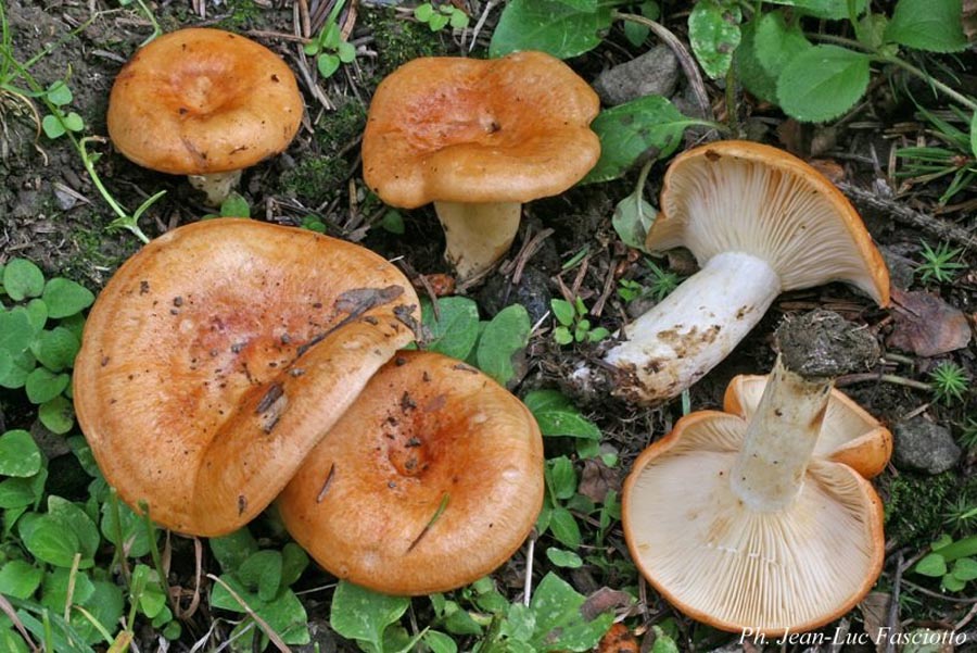 Lactarius zonarioides