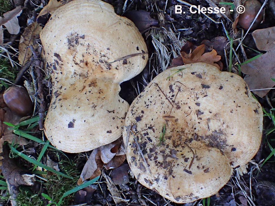 Lactarius zonarius