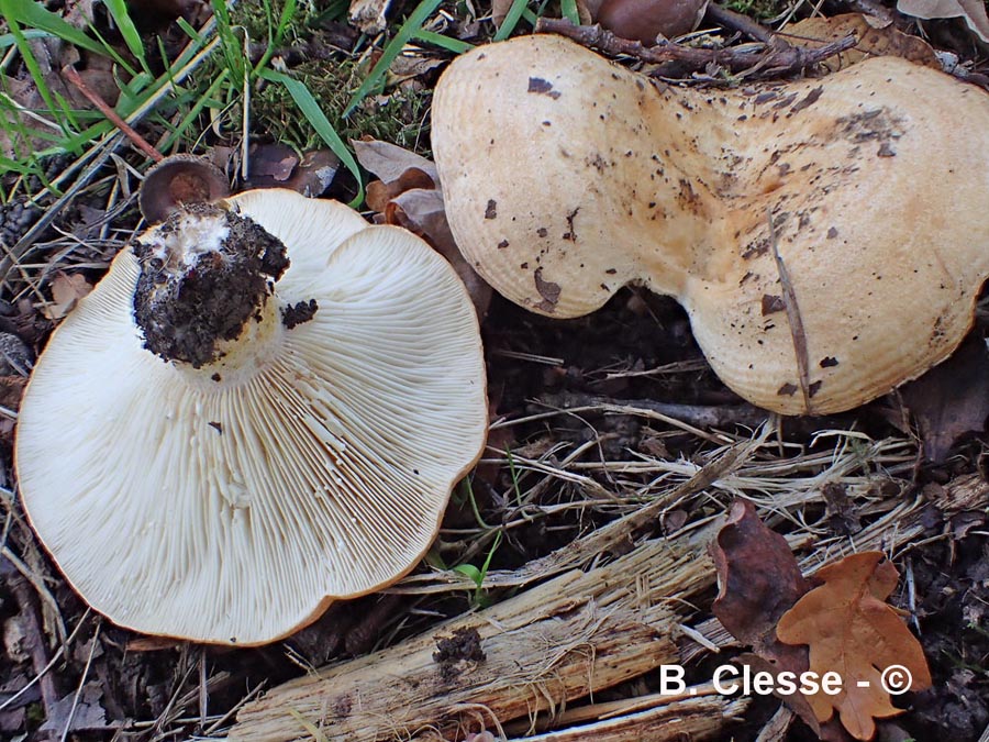 Lactarius zonarius