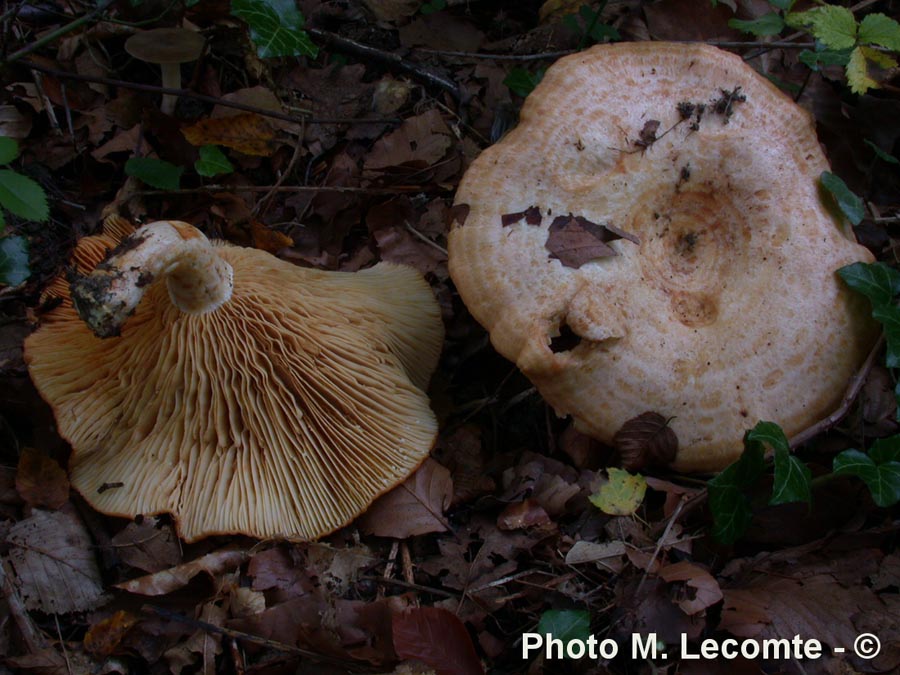 Lactarius zonarius