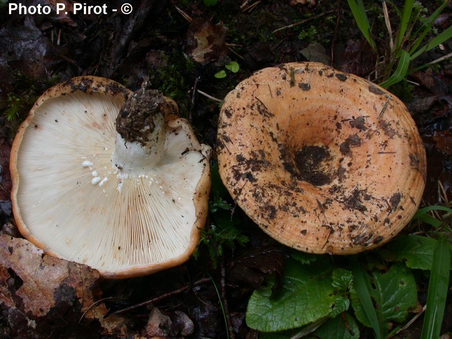 Lactarius zonarius