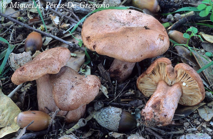 Lactarius zugazae