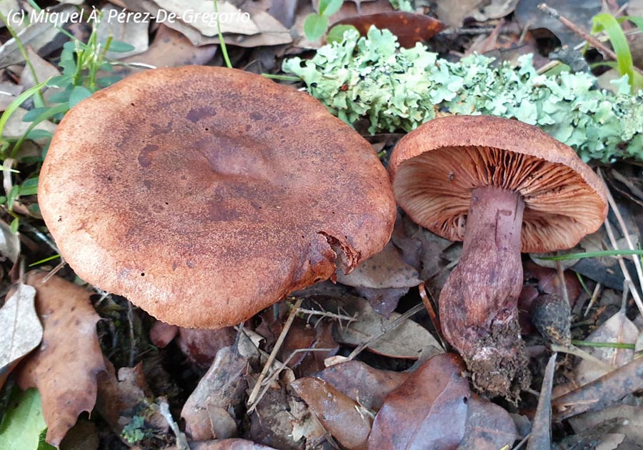 Lactarius zugazae