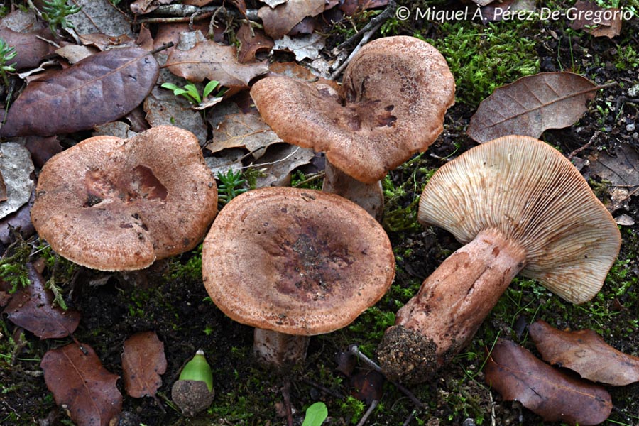 Lactarius zugazae