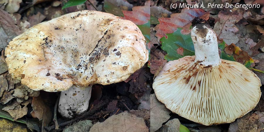 Lactarius luteolus (Lactifluus brunneoviolascens)