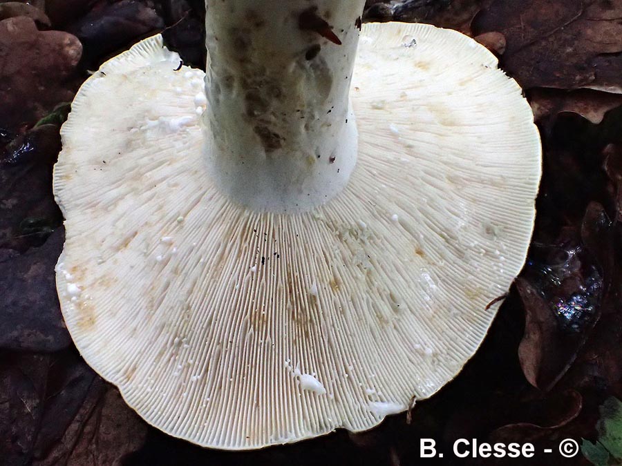 Lactarius glaucescens (Lactifluus glaucescens)