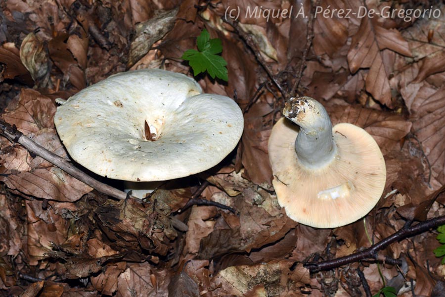 Lactifluus piperatus