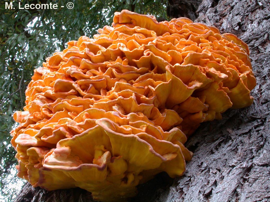 Laetiporus sulphureus