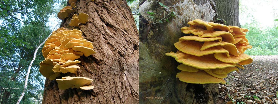 Laetiporus sulphureus