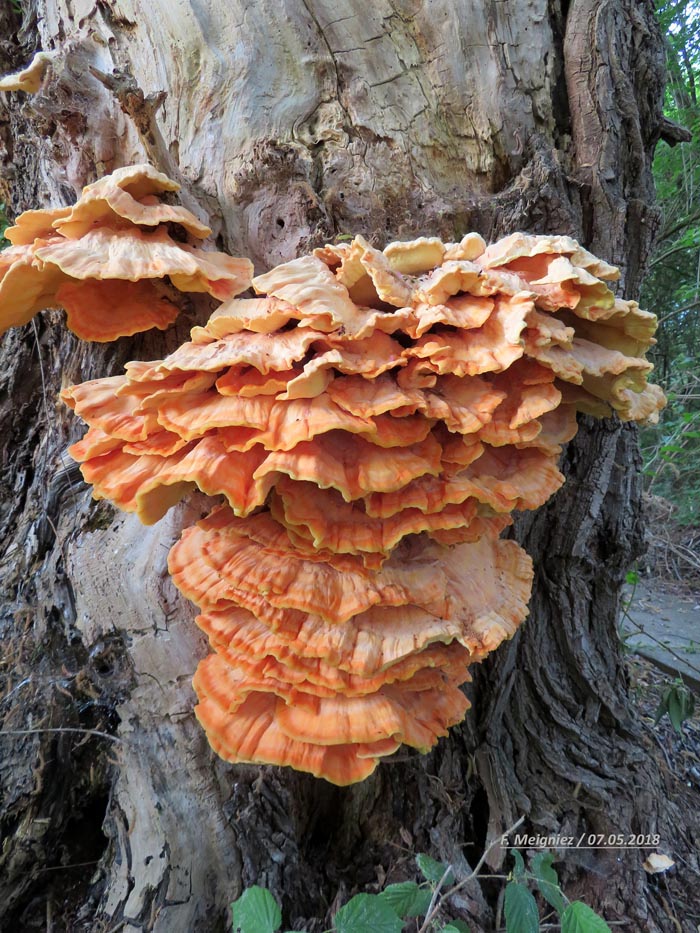 Laetiporus sulphureus