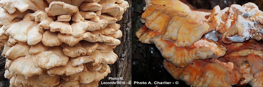 Laetiporus sulphureus