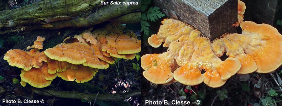 Laetiporus sulphureus