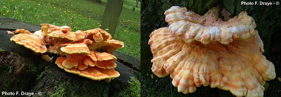 Laetiporus sulphureus