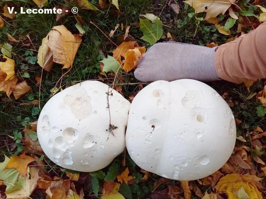 Langermania gigantea