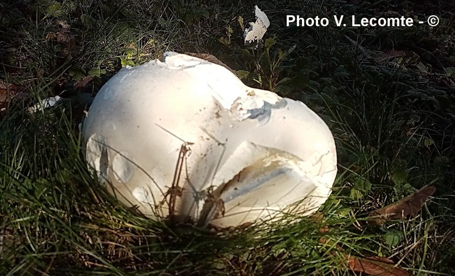 Langermania gigantea