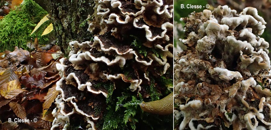 Laxitextum bicolor