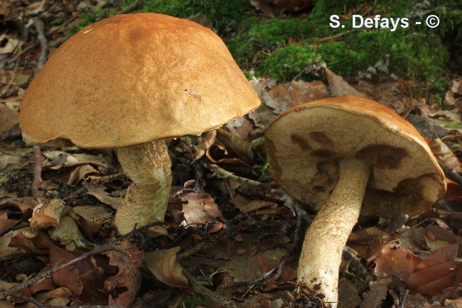 Leccinum albostipitatum